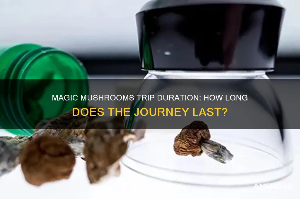 how long do you trip on magic mushrooms