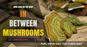 Timing Your Mushroom Harvest: Optimal Waiting Periods for Maximum Yield