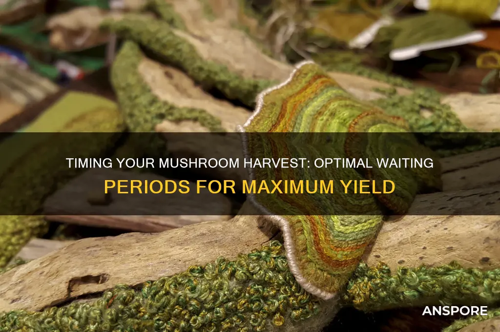 how long do you wait in between mushrooms