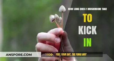 How Long Does It Take for One Mushroom to Kick In?