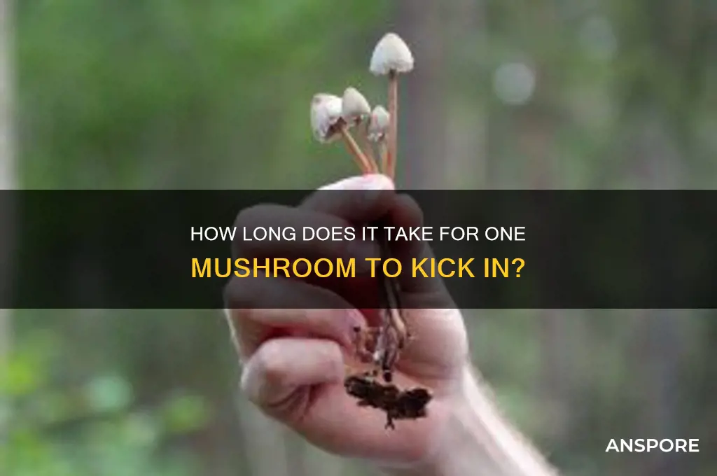 how long does 1 mushroom take to kick in