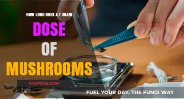 Exploring the Duration of a 1 Gram Mushroom Dose: What to Expect