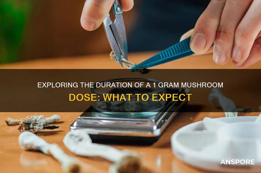 how long does a 1 gram dose of mushrooms