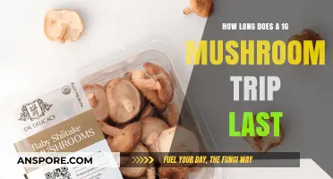 Exploring the Duration of a 1g Mushroom Trip: What to Expect