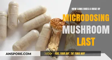 Microdosing Mushrooms: Duration of Effects and Optimal Timing Explained