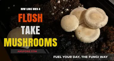Mushroom Flush Duration: Understanding the Timeframe for Optimal Harvest
