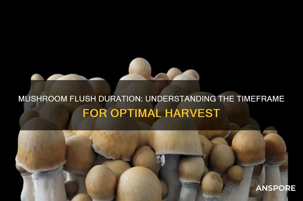 how long does a flush take mushrooms