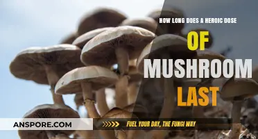 Heroic Dose of Mushrooms: Duration and Effects Explained