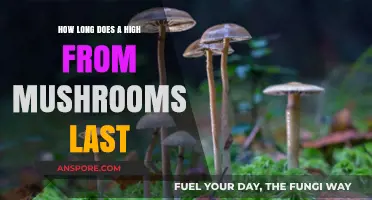 Exploring the Duration of a Mushroom High: What to Expect