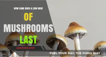 Low Dose Mushroom Duration: How Long Do Effects Typically Last?