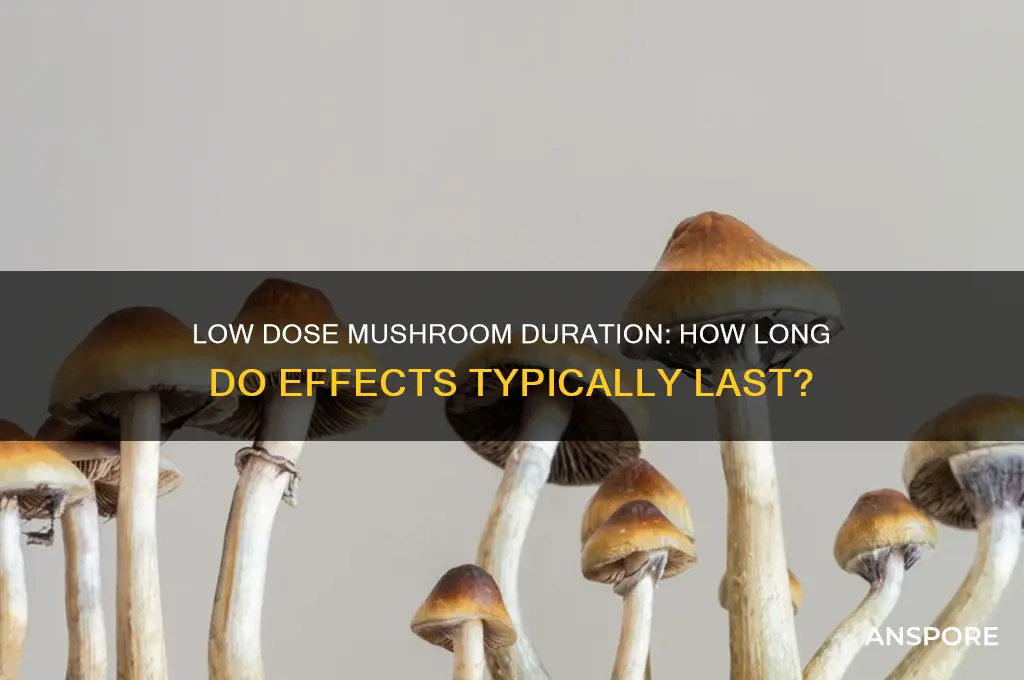 how long does a low dose of mushrooms last