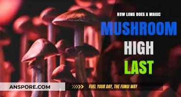 Exploring the Duration of a Magic Mushroom High: What to Expect