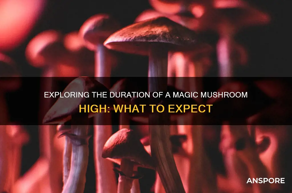 how long does a magic mushroom high last