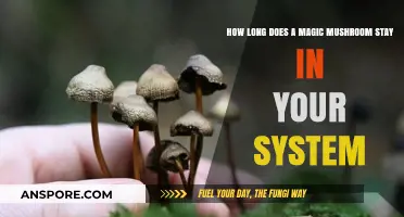 Magic Mushrooms in Your System: Duration and Detection Explained