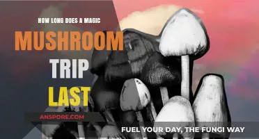 Magic Mushroom Trip Duration: How Long Does the Journey Last?