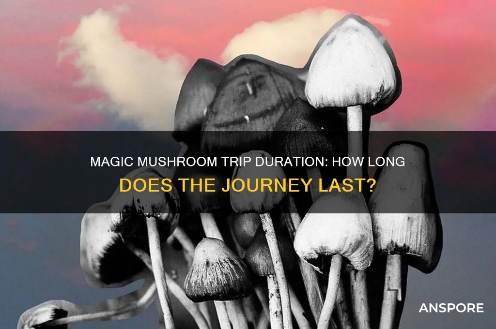 how long does a magic mushroom trip last
