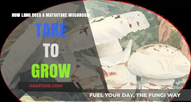 Matsutake Mushroom Growth Timeline: From Spores to Harvest