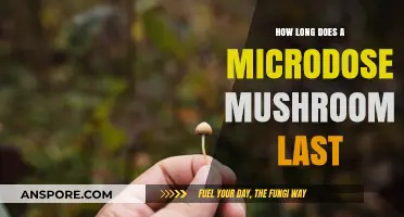 Microdosing Mushrooms: Duration and Effects of a Single Dose