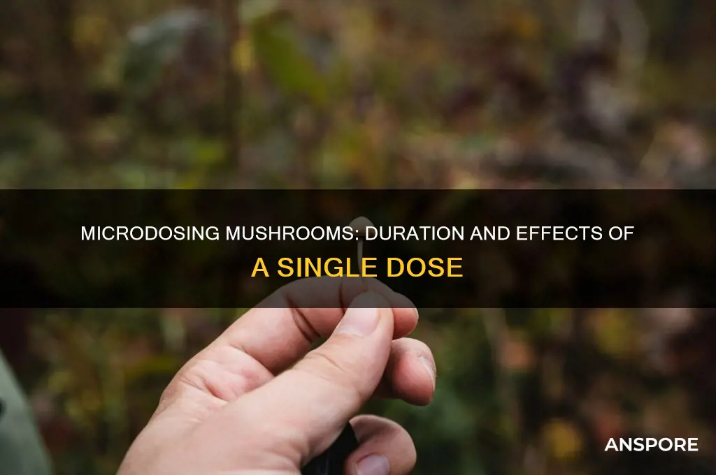 how long does a microdose mushroom last