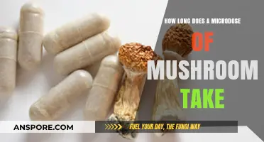 Microdosing Mushrooms: Understanding the Duration of Effects and Benefits