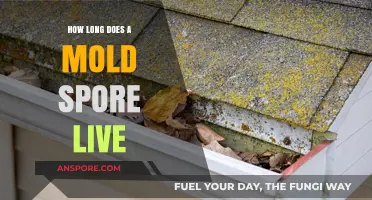 How Long Do Mold Spores Survive: Lifespan and Persistence Explained