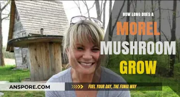 Understanding the Growth Cycle of Morel Mushrooms: Duration and Factors