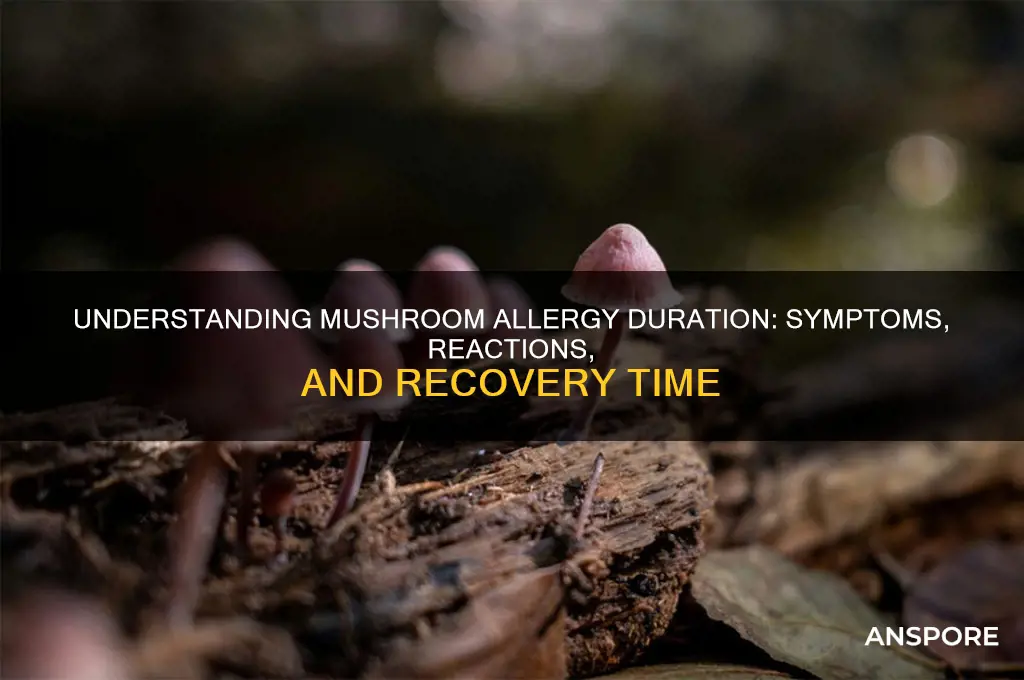 how long does a mushroom allergy last