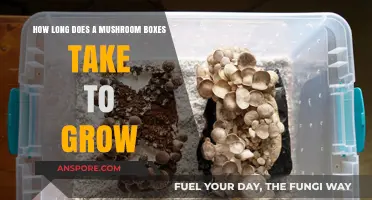 Growing Mushroom Boxes: Understanding the Timeframe for Optimal Harvest
