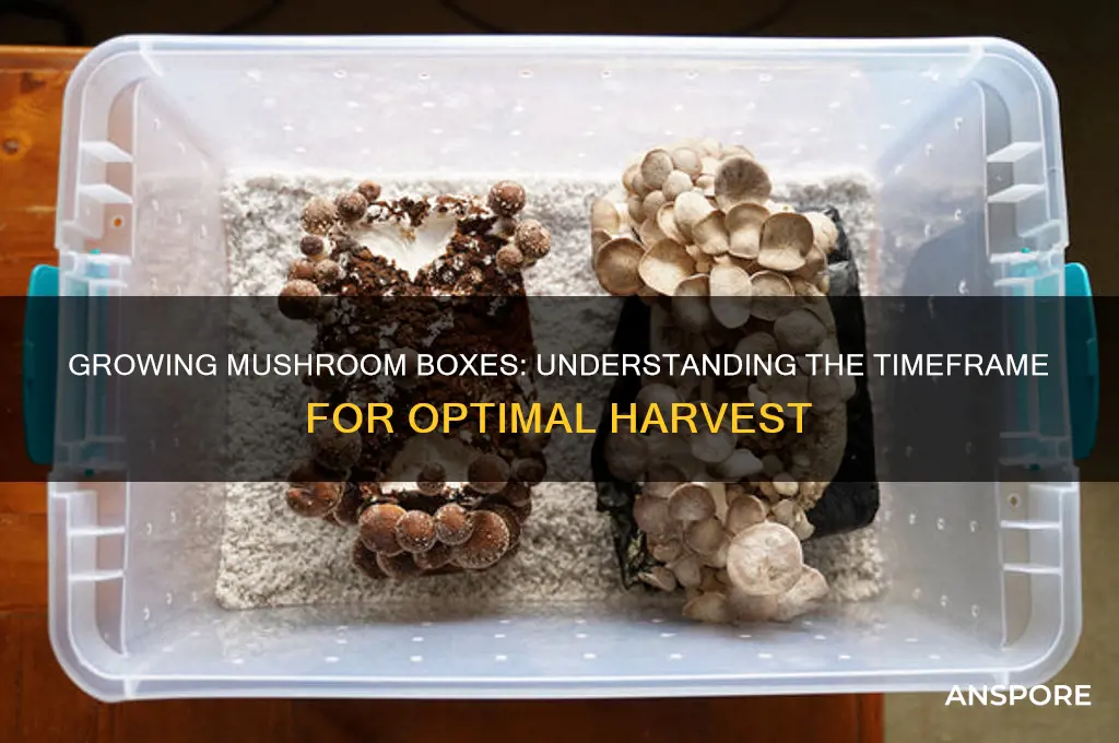 how long does a mushroom boxes take to grow