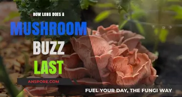 Exploring the Duration of a Mushroom Buzz: What to Expect