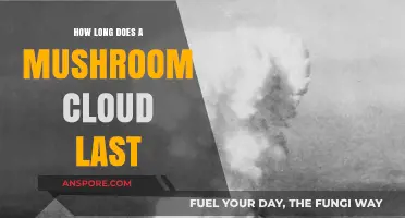 Understanding the Duration of a Mushroom Cloud's Visible Aftermath