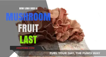 Understanding the Lifespan of Mushroom Fruiting Bodies: A Comprehensive Guide