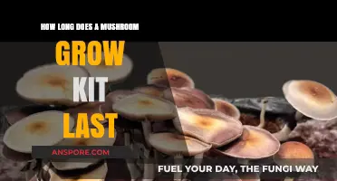 Maximizing Your Mushroom Grow Kit Lifespan: Tips and Insights