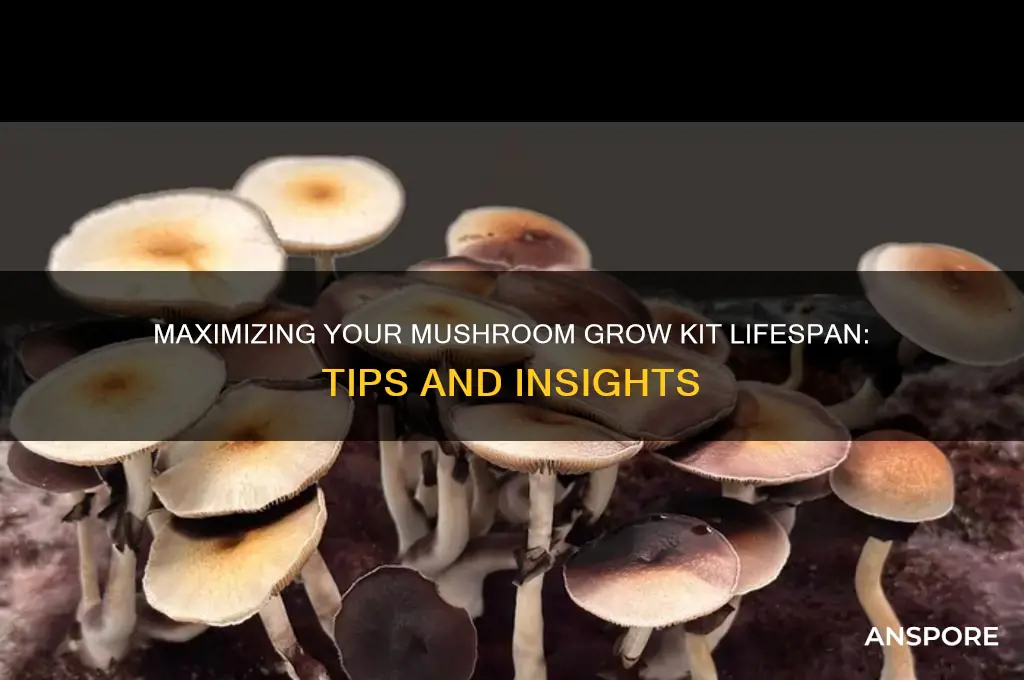 how long does a mushroom grow kit last