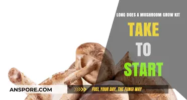 How Long Until Your Mushroom Grow Kit Begins Producing?