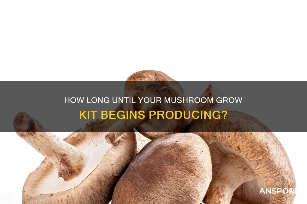 how long does a mushroom grow kit take to start