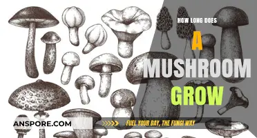 Understanding the Growth Timeline of Mushrooms: From Spores to Harvest