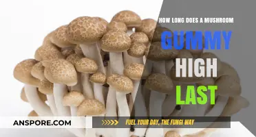 Exploring the Duration of a Mushroom Gummy High: What to Expect