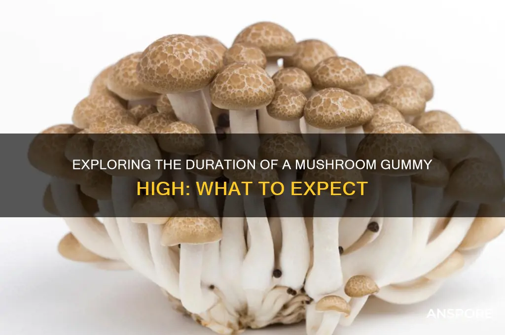 how long does a mushroom gummy high last