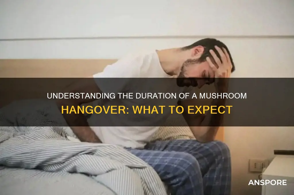 how long does a mushroom hangover ladt