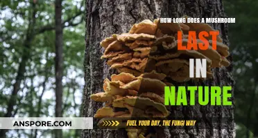 Mushroom Lifespan in Nature: Factors Affecting Decay and Survival Time