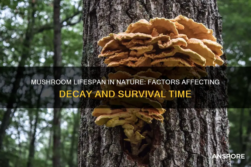 how long does a mushroom last in nature