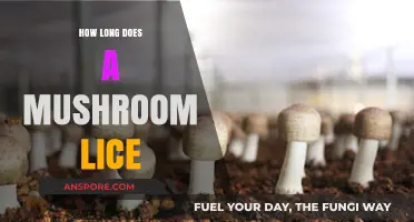 Understanding Mushroom Lifespan: How Long Do Mushrooms Typically Live?
