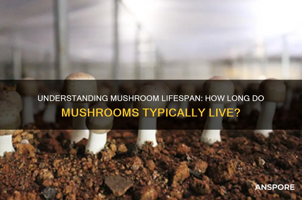 how long does a mushroom lice