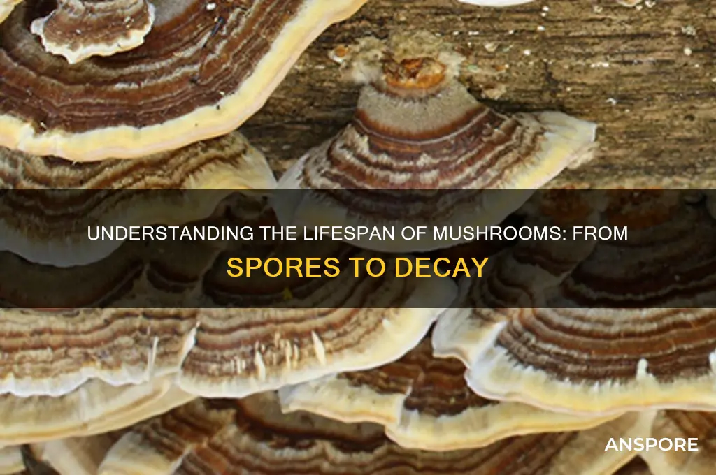 how long does a mushroom live