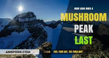 Understanding the Duration of a Mushroom's Peak Effects