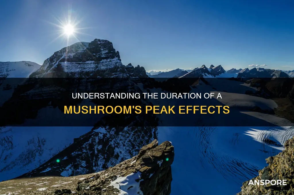 how long does a mushroom peak last