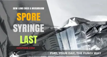 Mushroom Spore Syringe Shelf Life: How Long Does It Last?