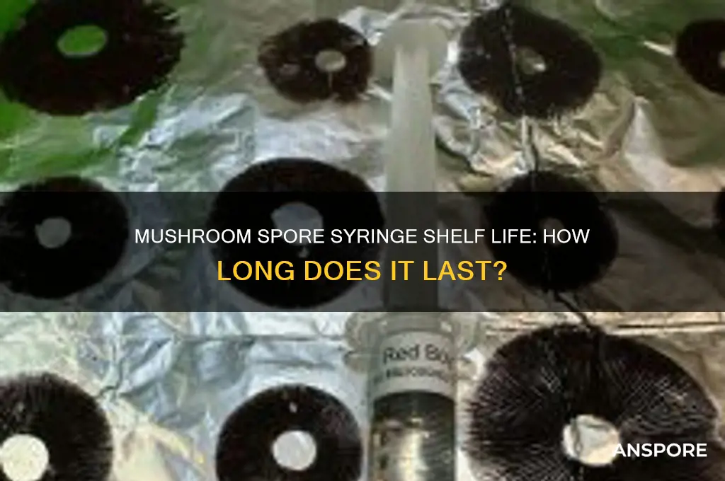 how long does a mushroom spore syringe last