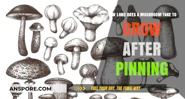 Mushroom Growth Timeline: From Pinning to Harvest Explained